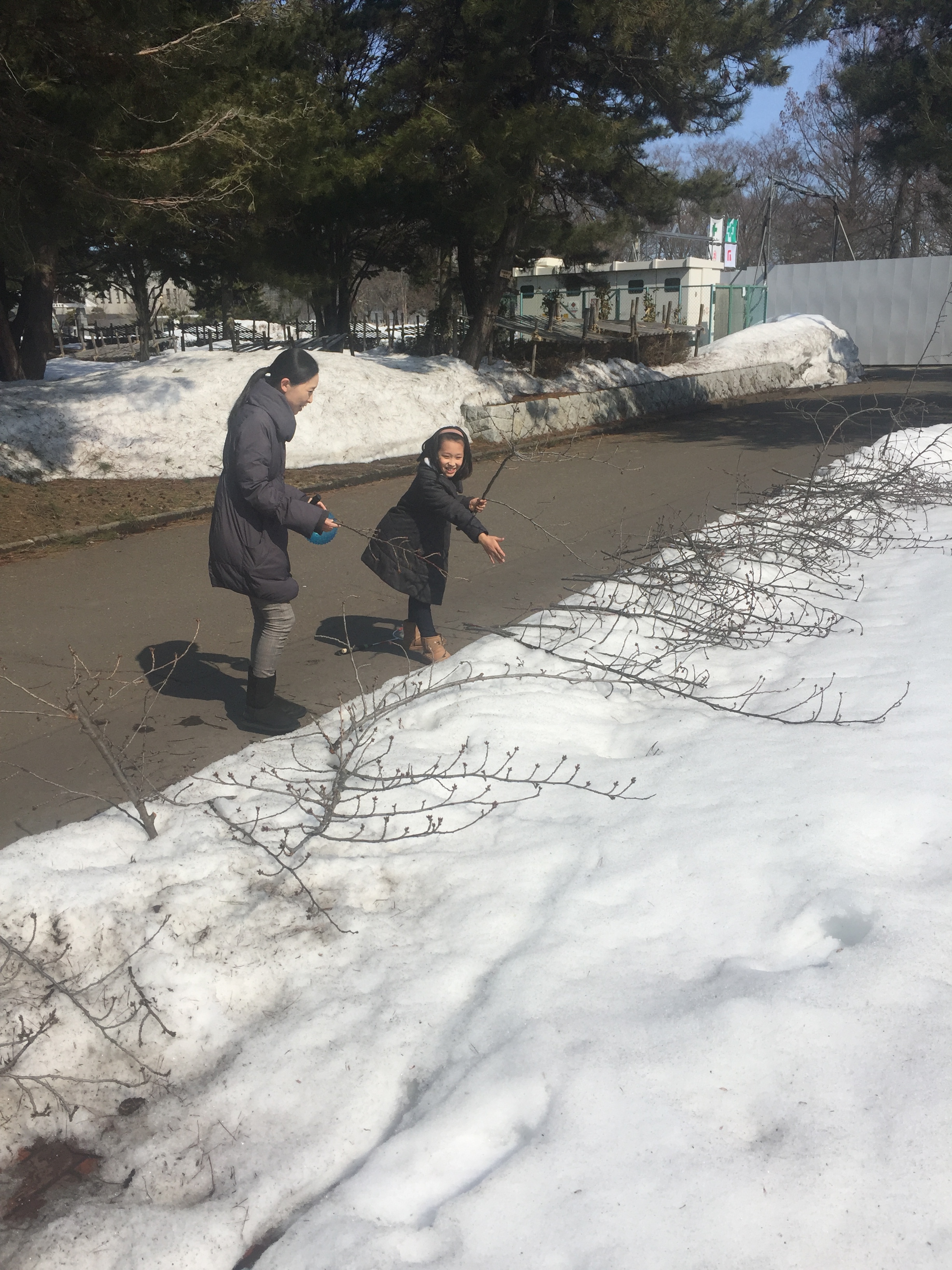 桜のせん定枝無料配布