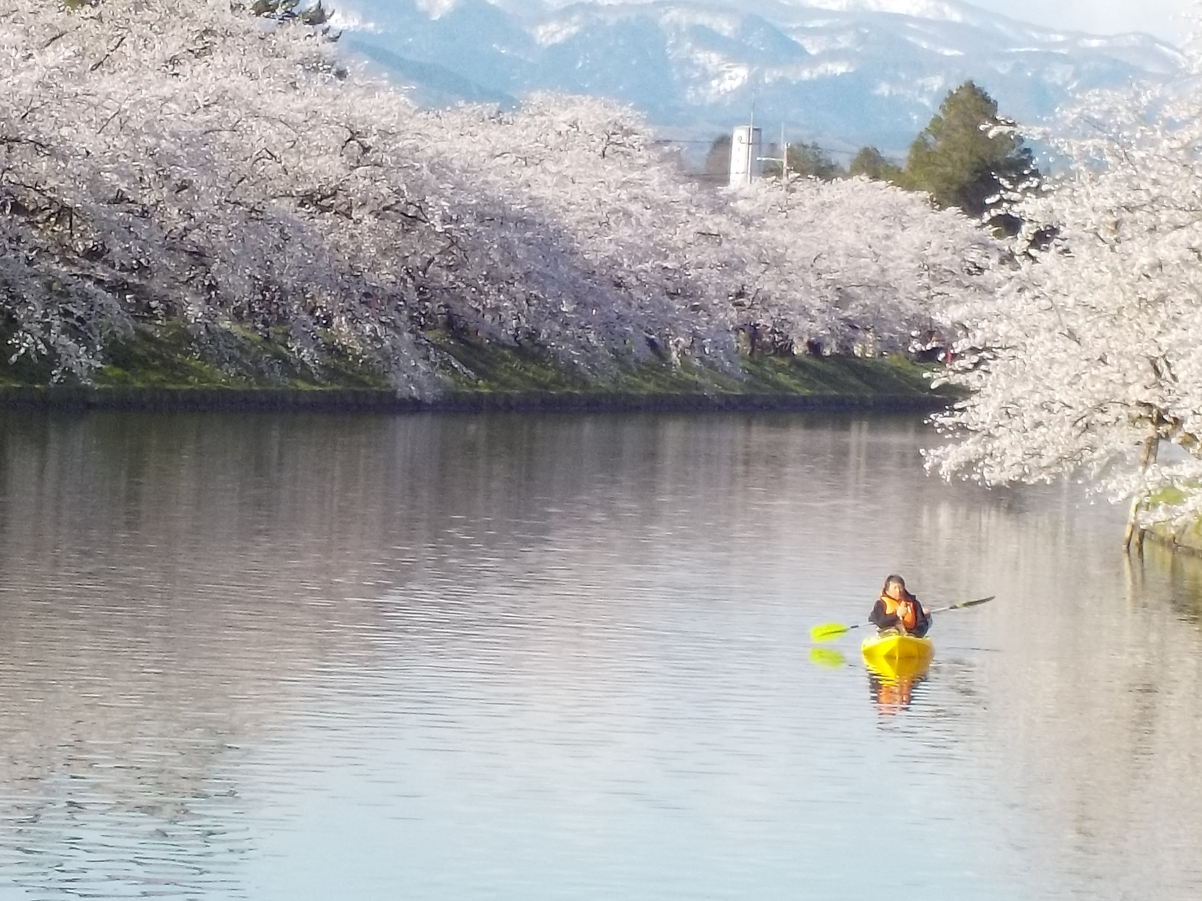 さくら祭り　早朝カヌー教室