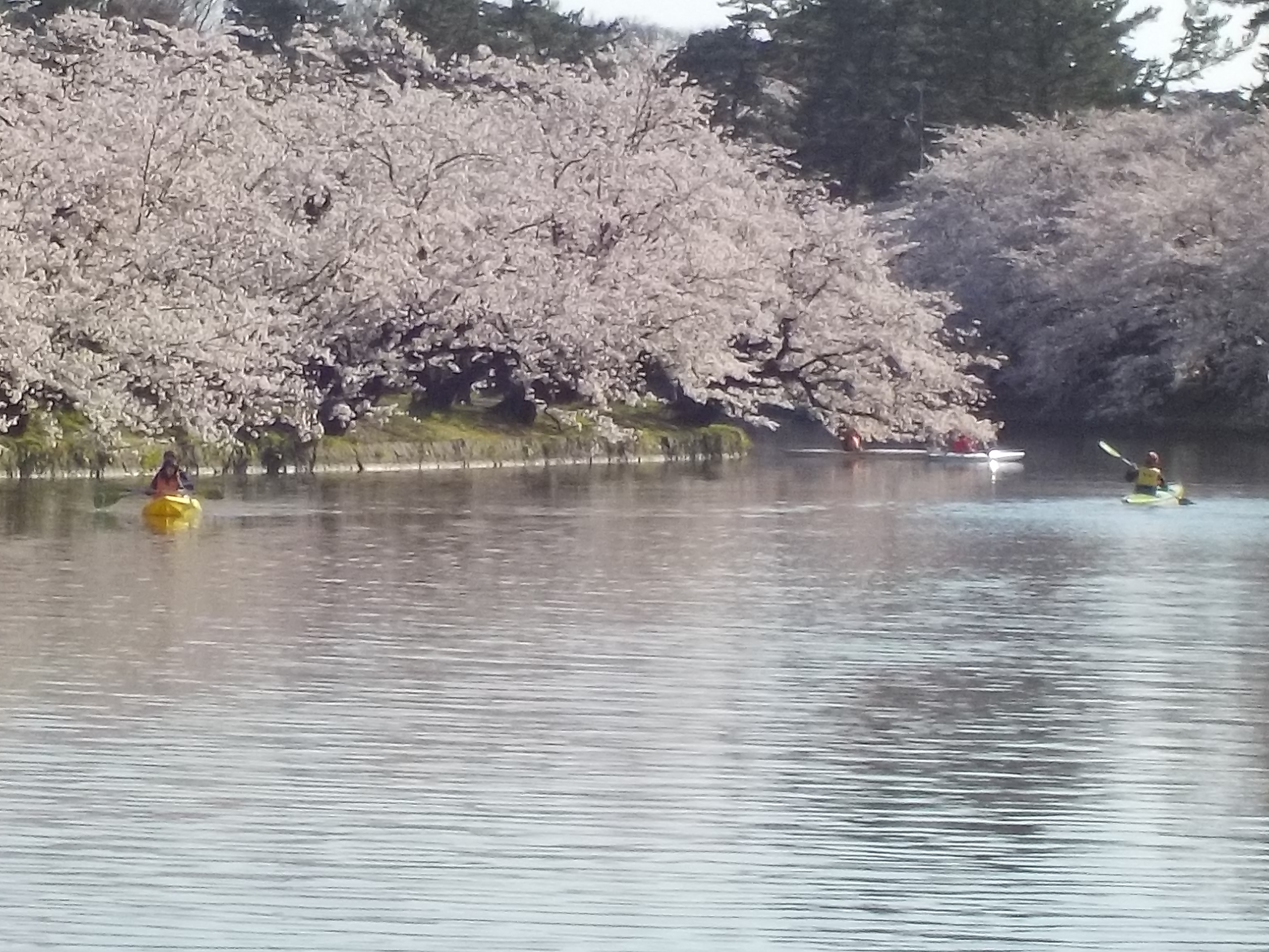 さくら祭り　早朝カヌー教室