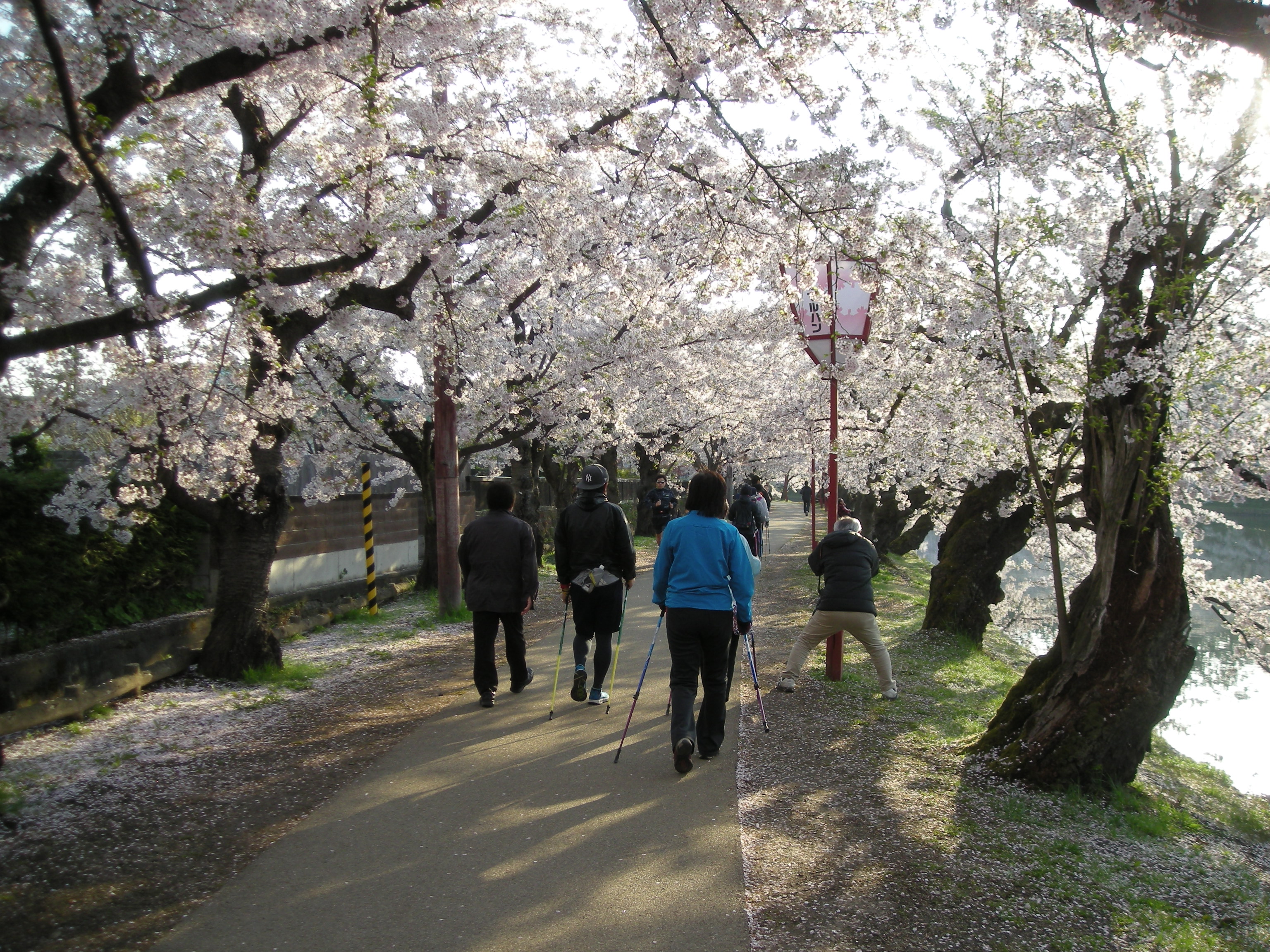 弘前桜まつり早朝ノルディックウォーキング