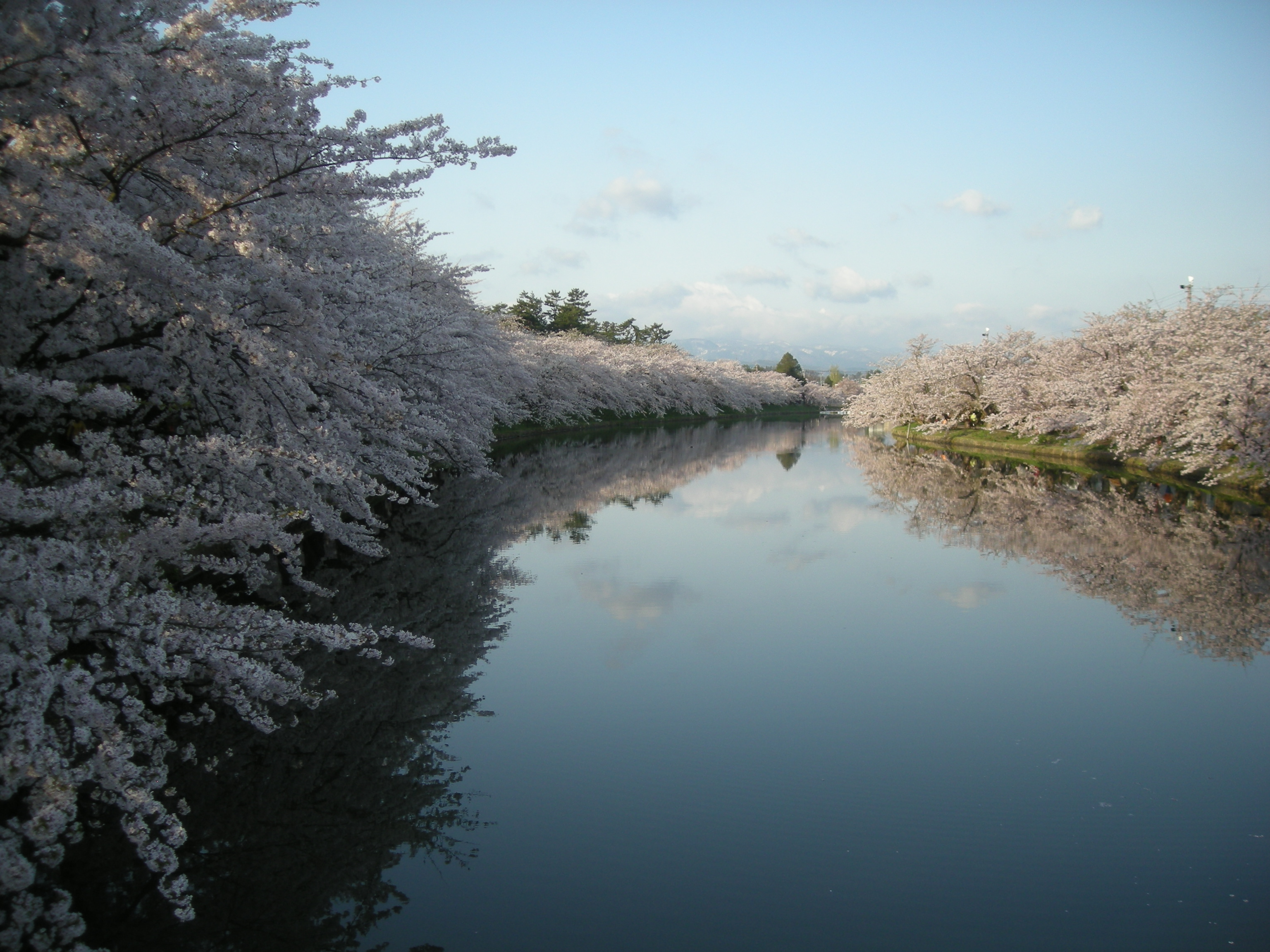 弘前桜まつり早朝ノルディックウォーキング