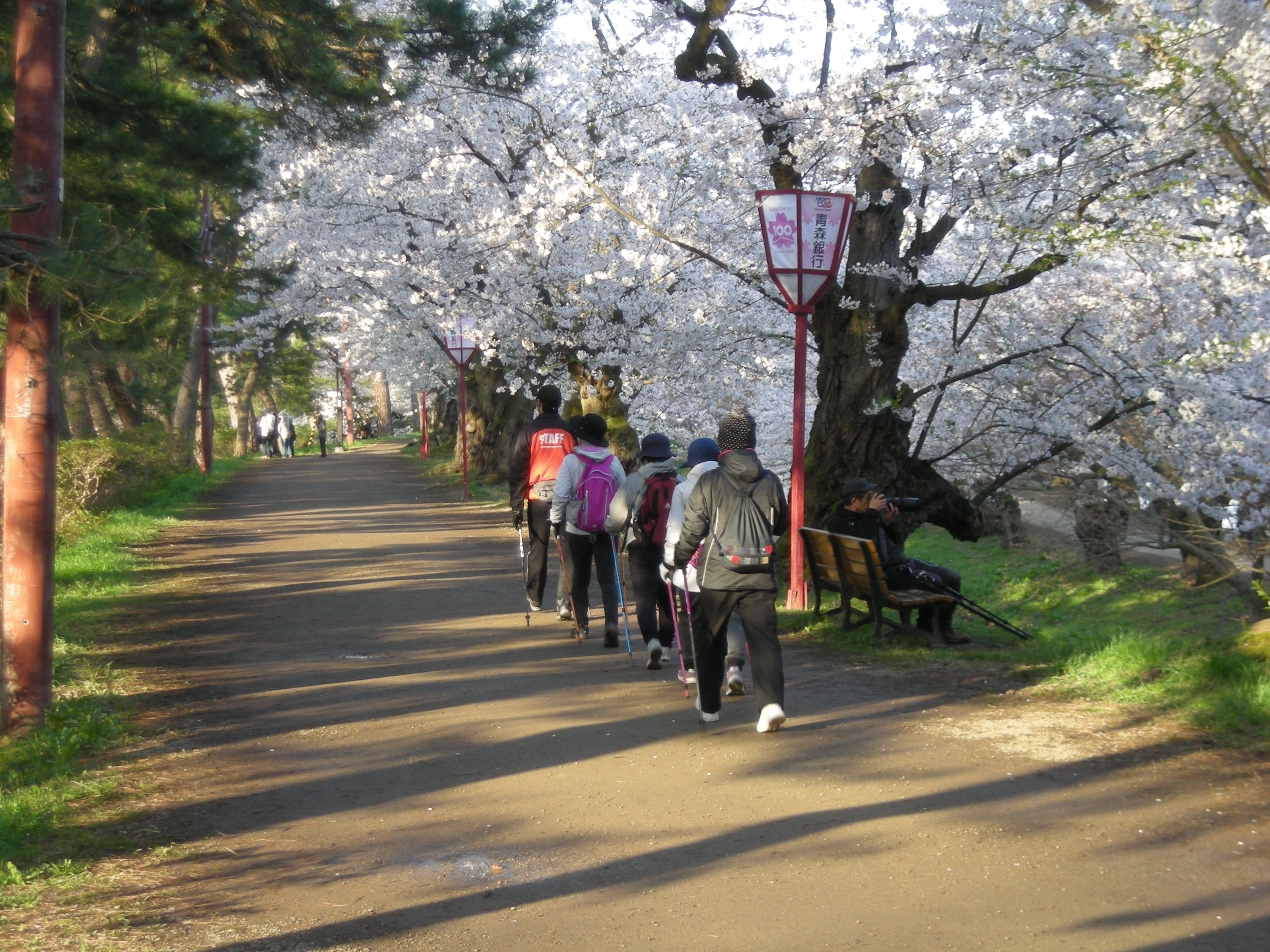 弘前桜まつり早朝ノルディックウォーキング