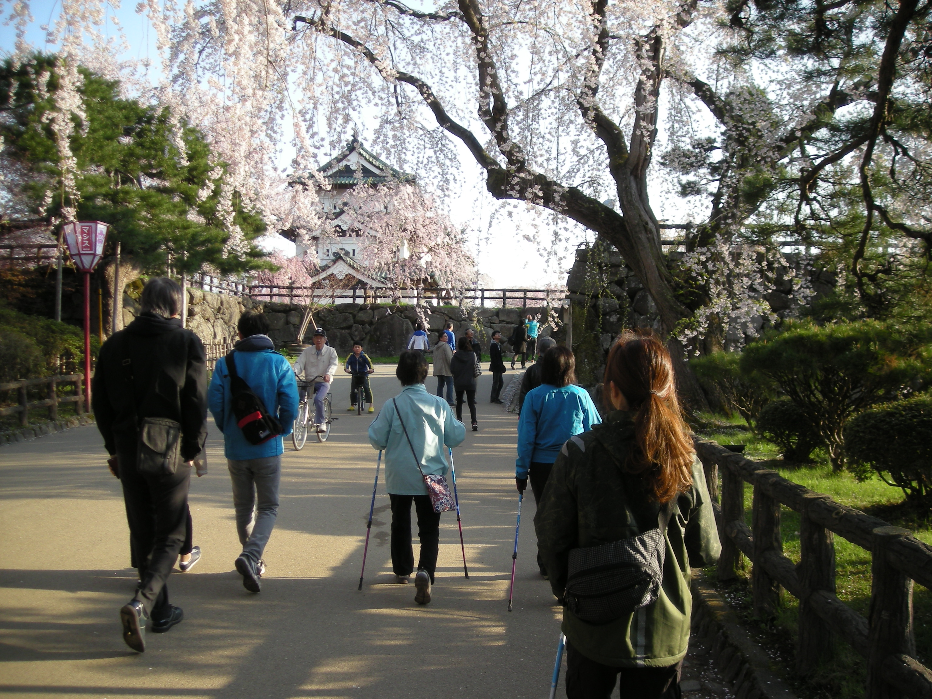 弘前桜まつり早朝ノルディックウォーキング