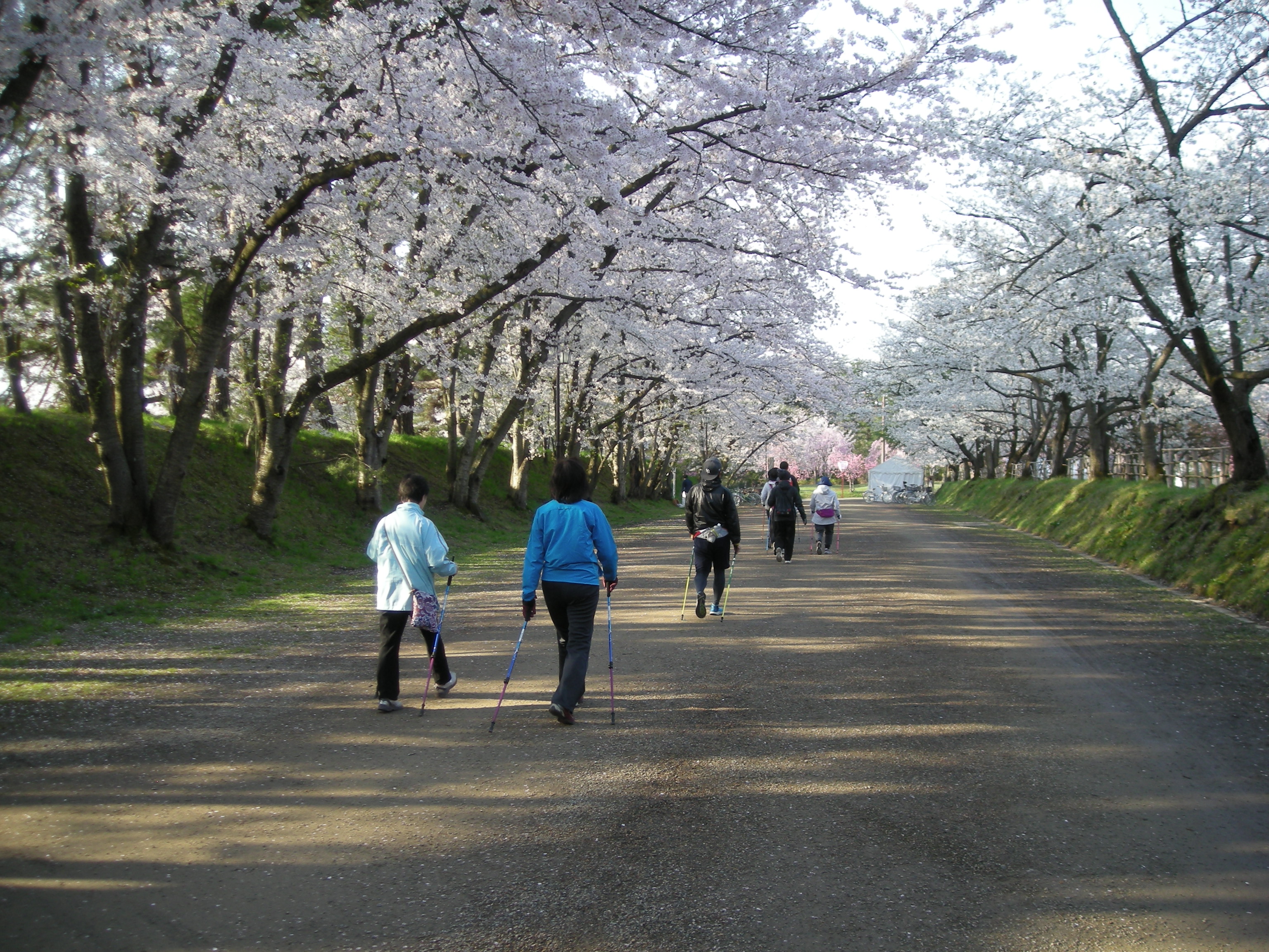 弘前桜まつり早朝ノルディックウォーキング