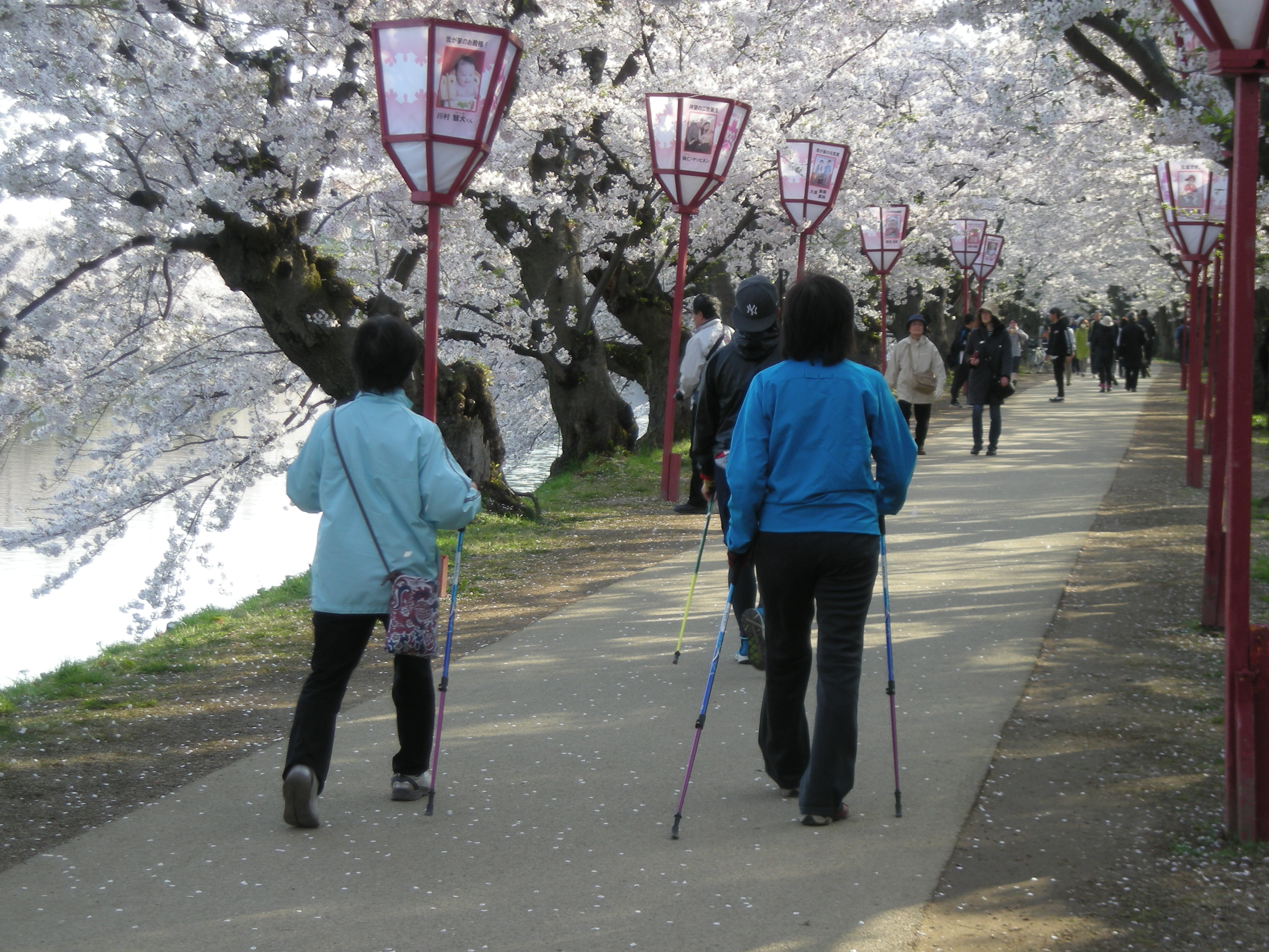 弘前桜まつり早朝ノルディックウォーキング