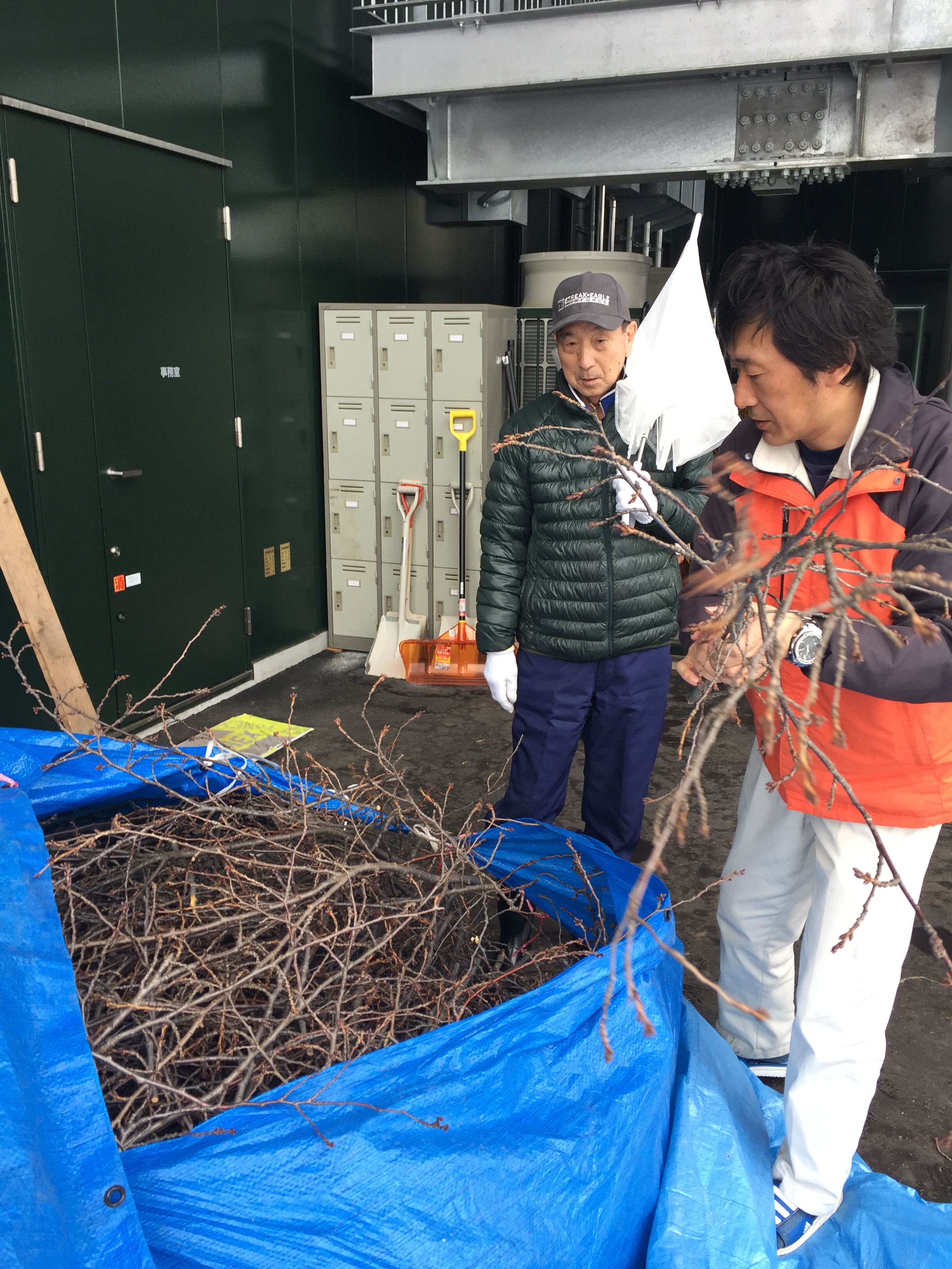 桜のせん定枝差し上げます