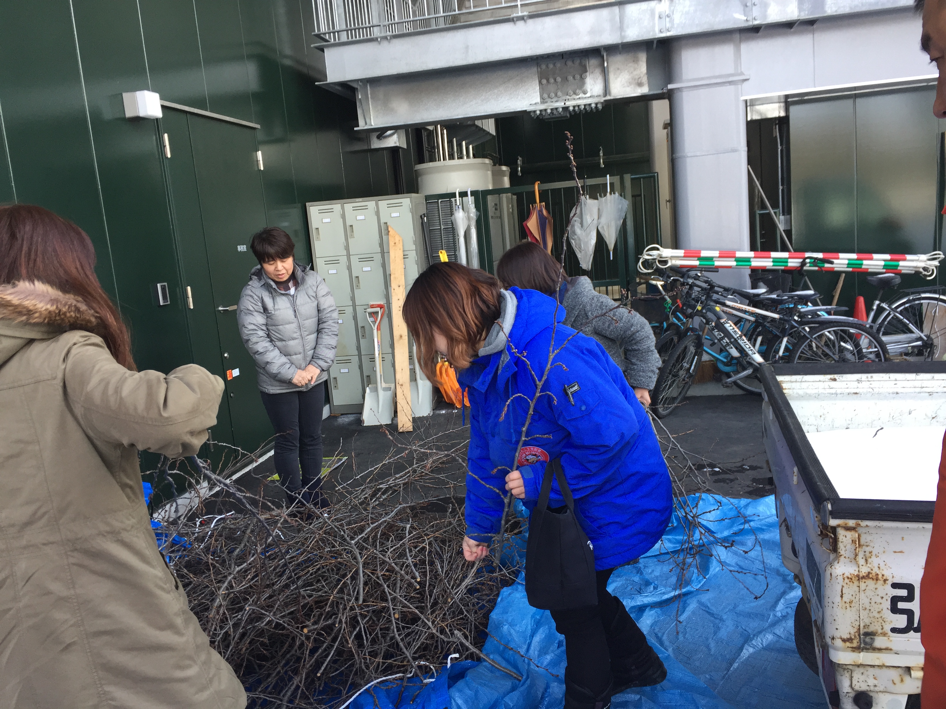 桜のせん定枝差し上げます