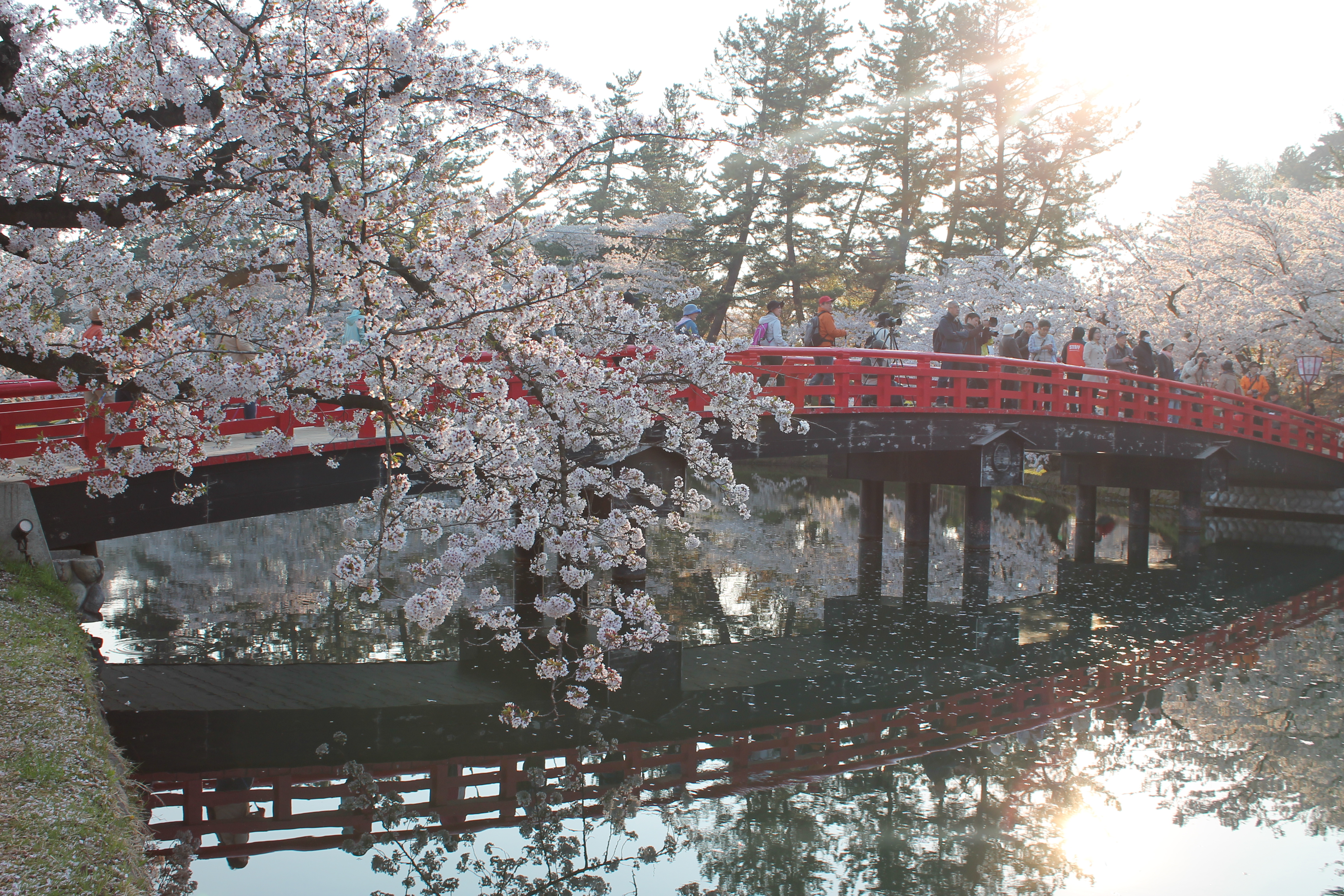 弘前桜まつり早朝ノルディックウォーキング