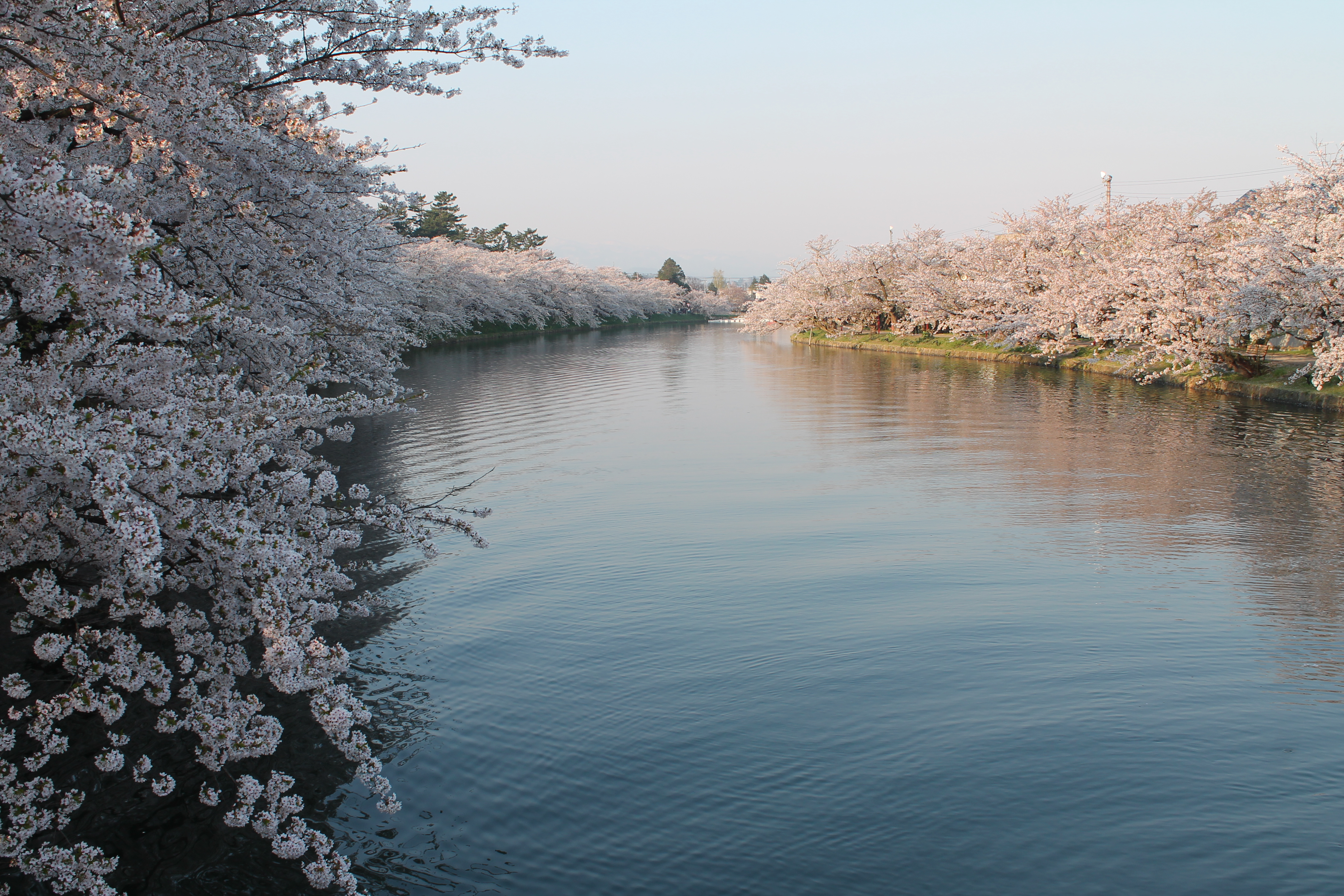 弘前桜まつり早朝ノルディックウォーキング