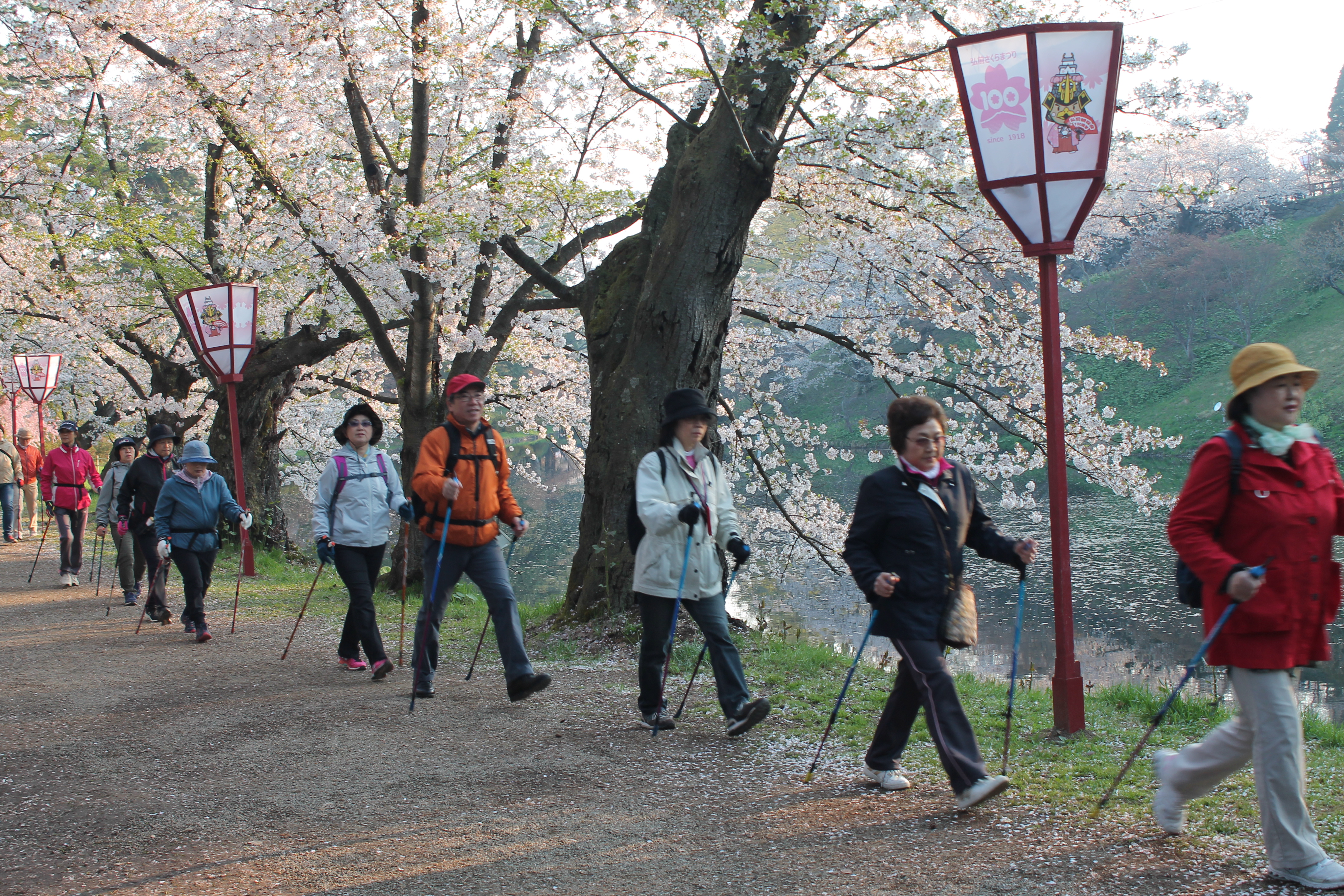 弘前桜まつり早朝ノルディックウォーキング