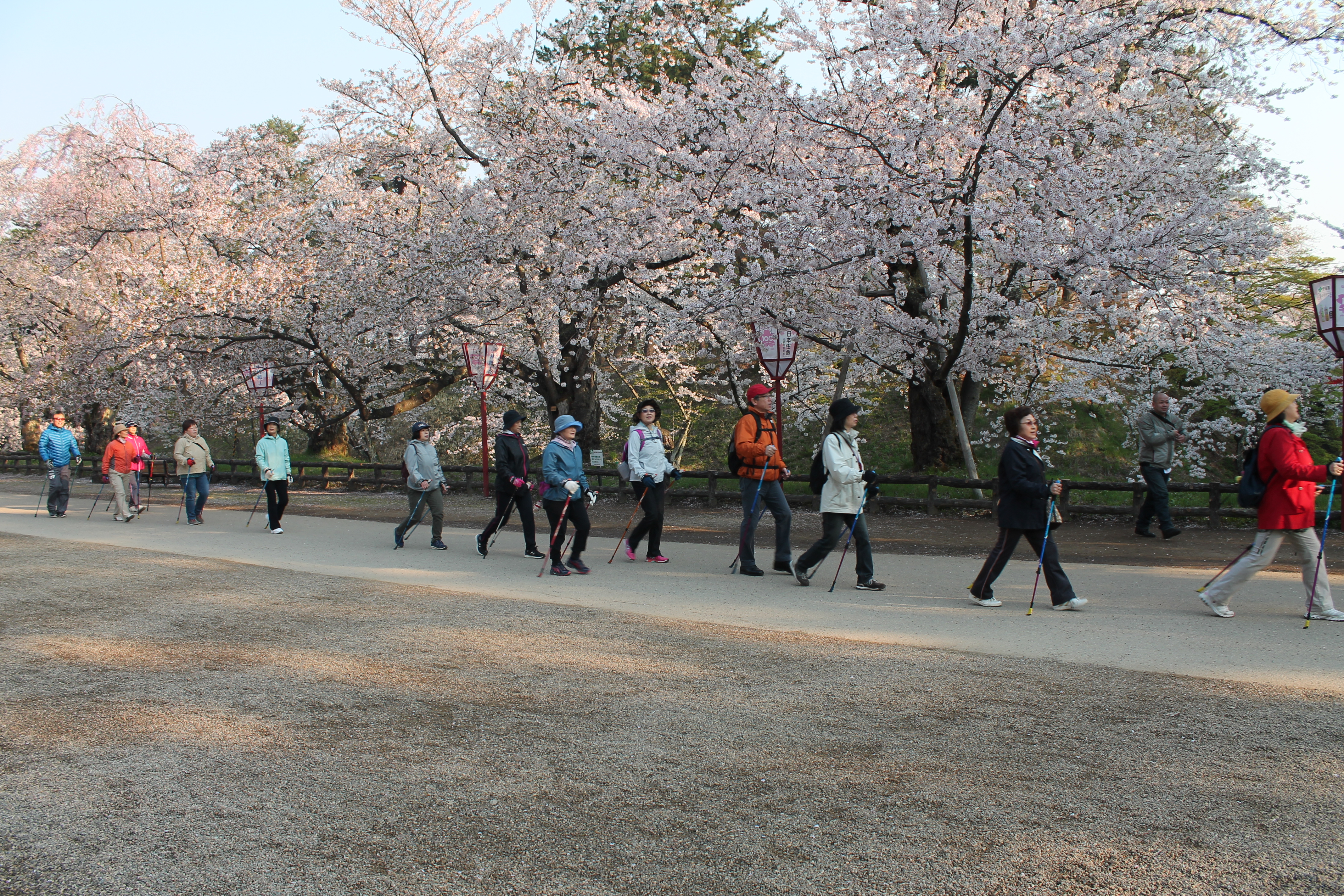 弘前桜まつり早朝ノルディックウォーキング