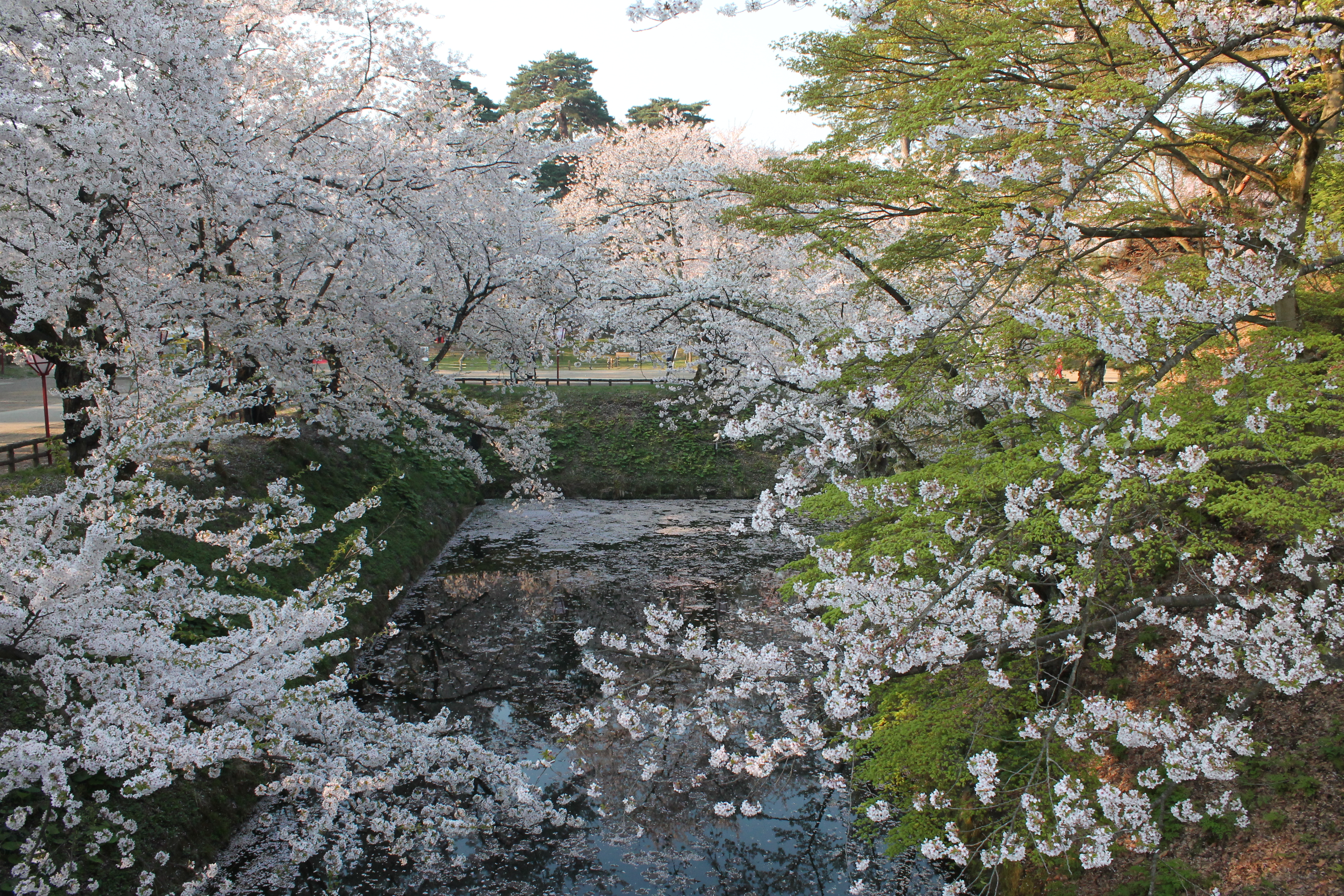 弘前桜まつり早朝ノルディックウォーキング