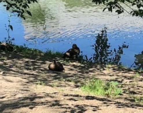 一緒に歩こう！ノルディックウォーキング