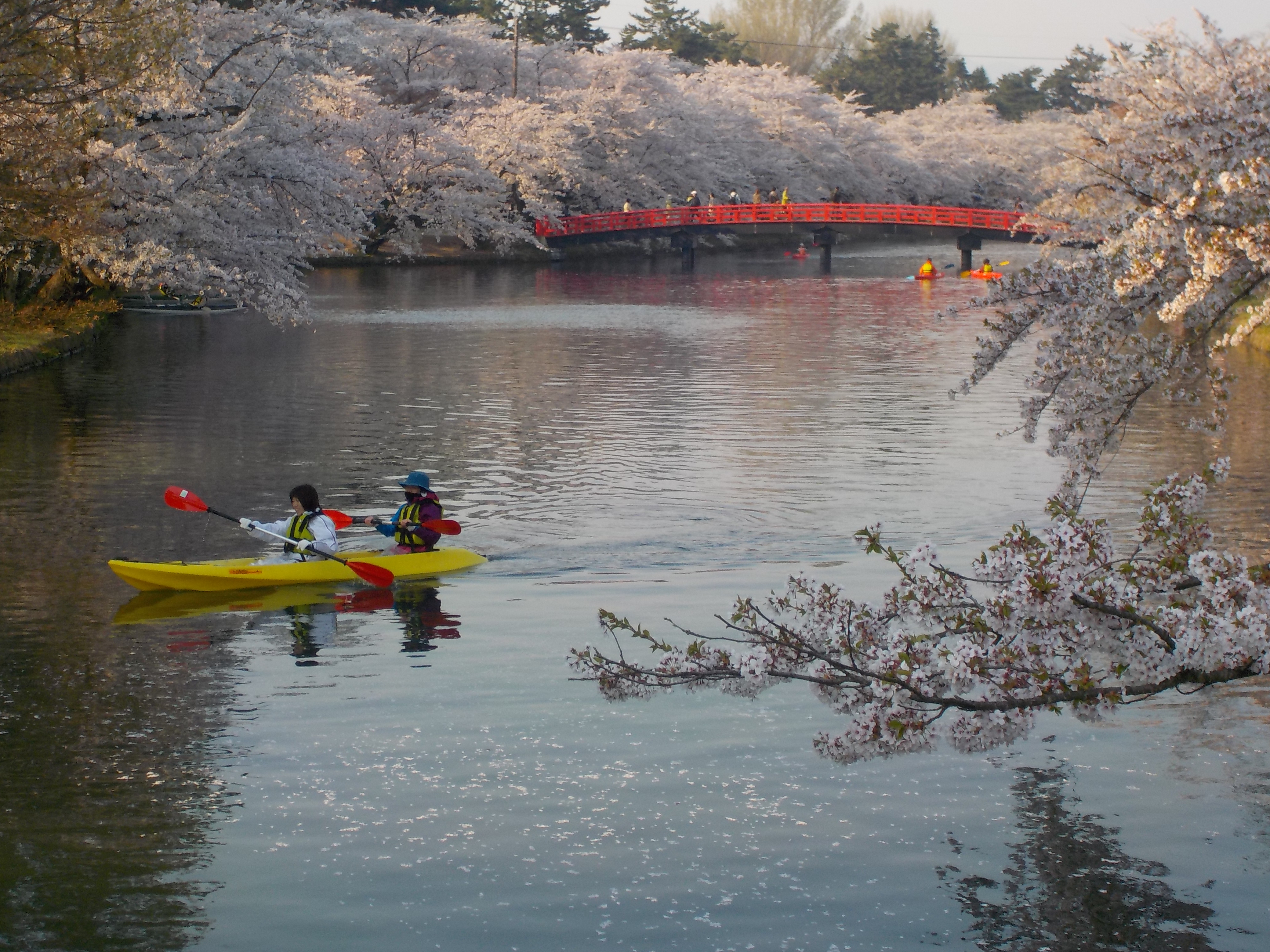 弘前さくらまつり2018　お花見カヌー体験