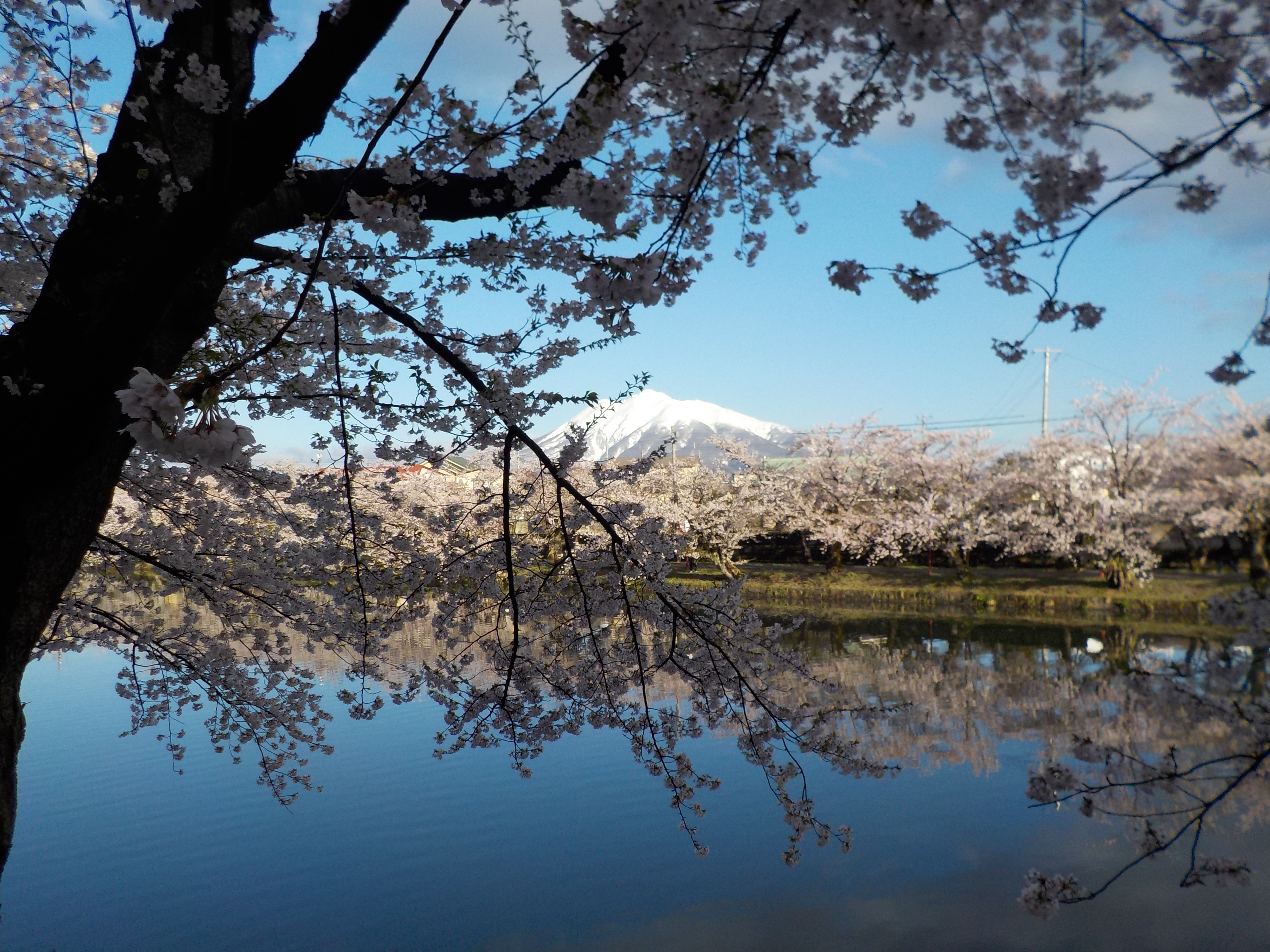 弘前桜まつり早朝ノルディックウォーキング