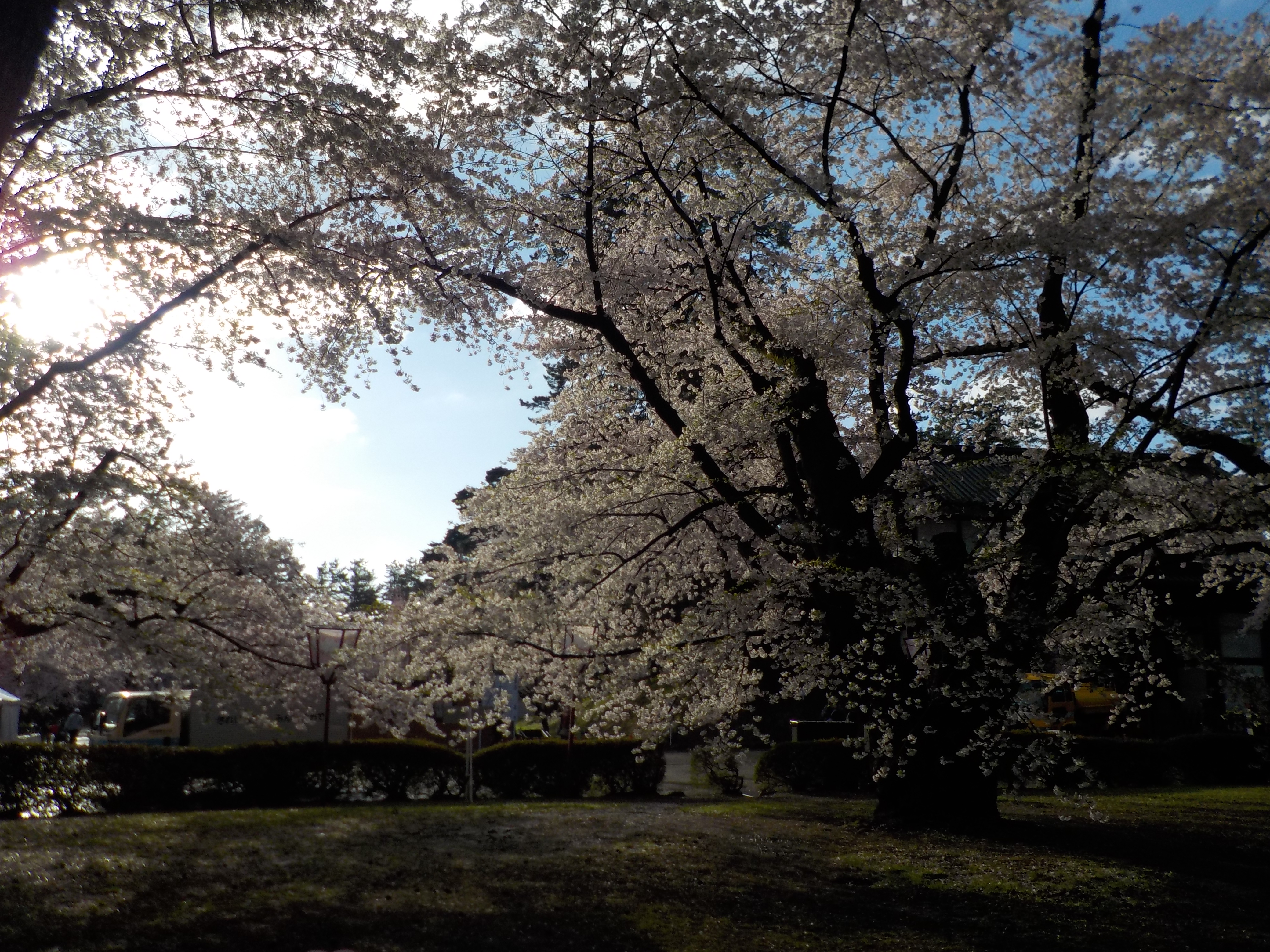 弘前桜まつり早朝ノルディックウォーキング