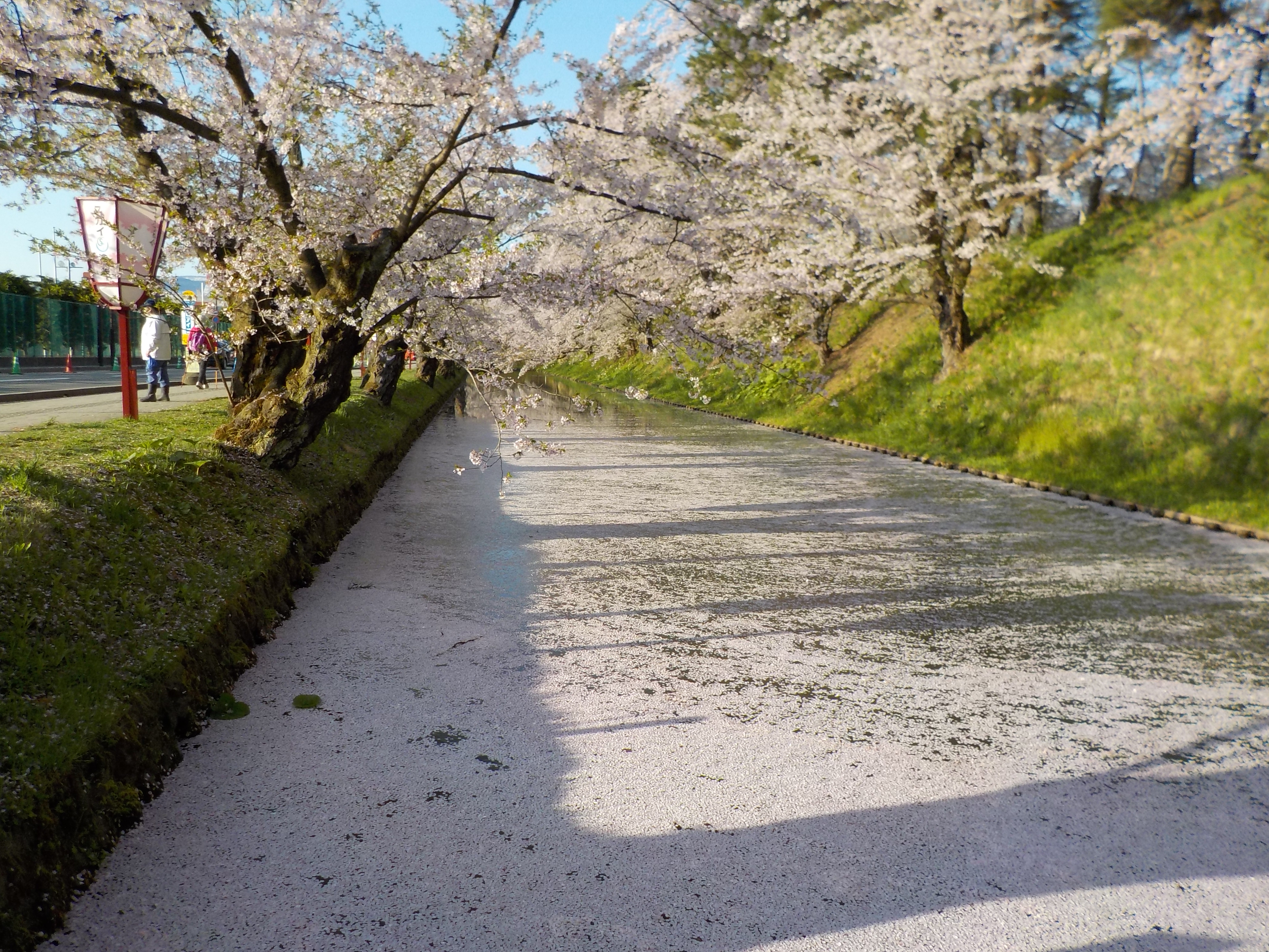 弘前桜まつり早朝ノルディックウォーキング