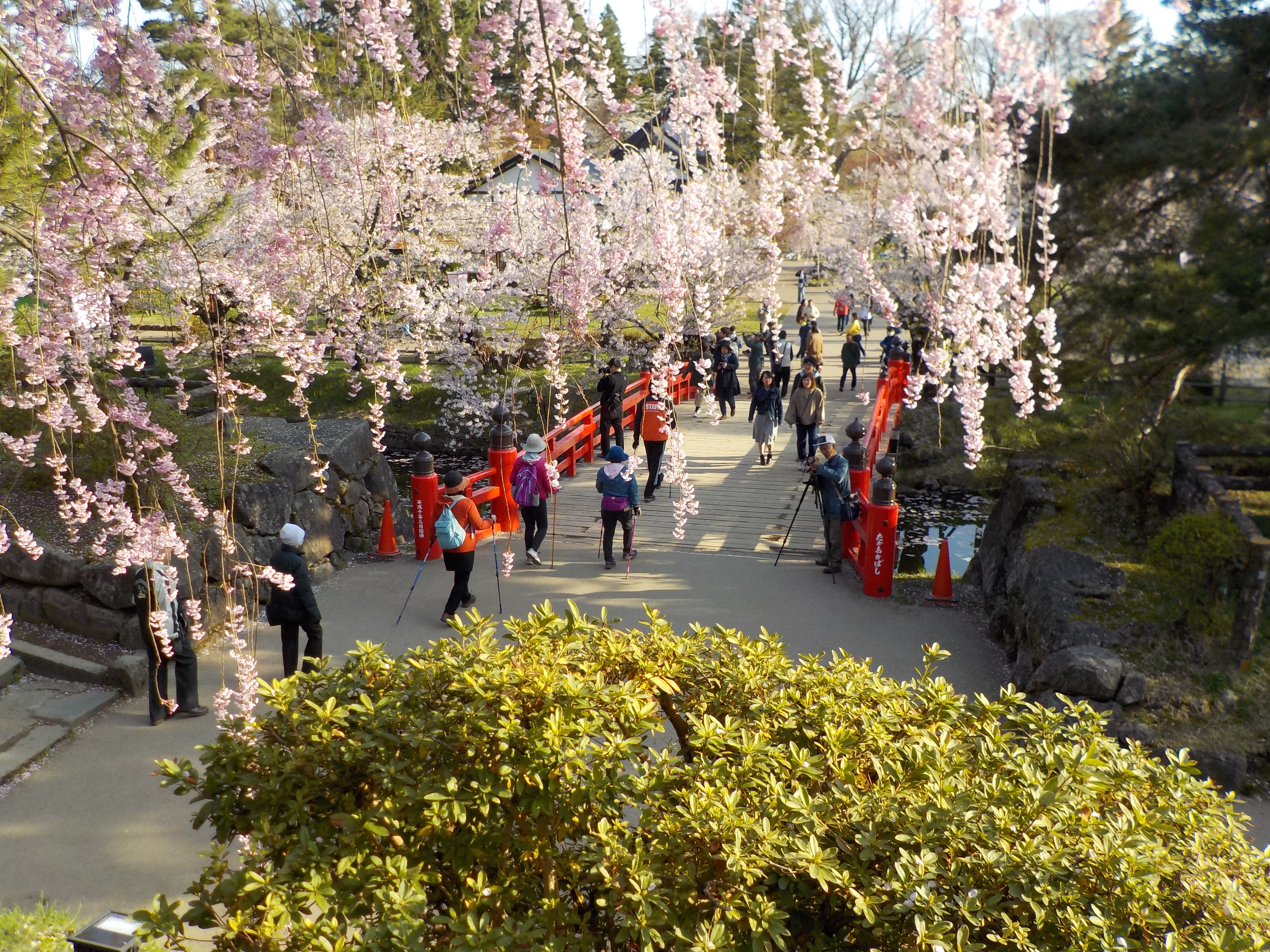 弘前桜まつり早朝ノルディックウォーキング