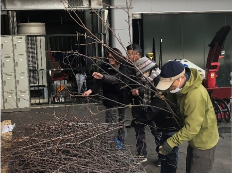 桜のせん定枝差し上げます