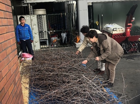 桜のせん定枝差し上げます