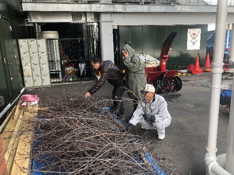 桜のせん定枝差し上げます