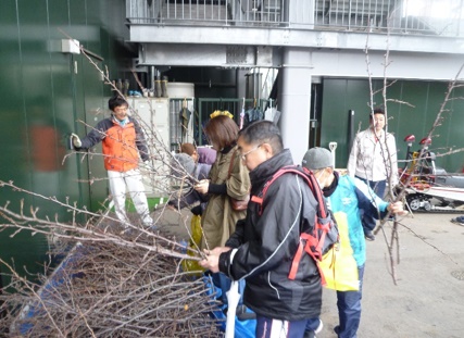 桜のせん定枝差し上げます