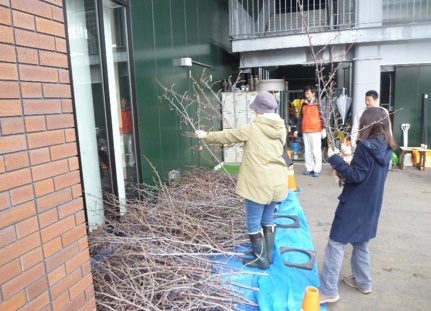 桜のせん定枝差し上げます