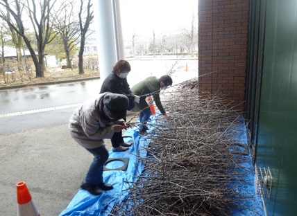 桜のせん定枝差し上げます