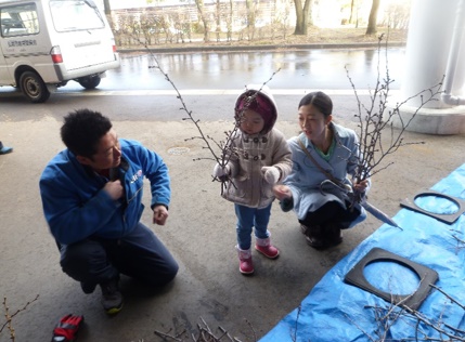 桜のせん定枝差し上げます