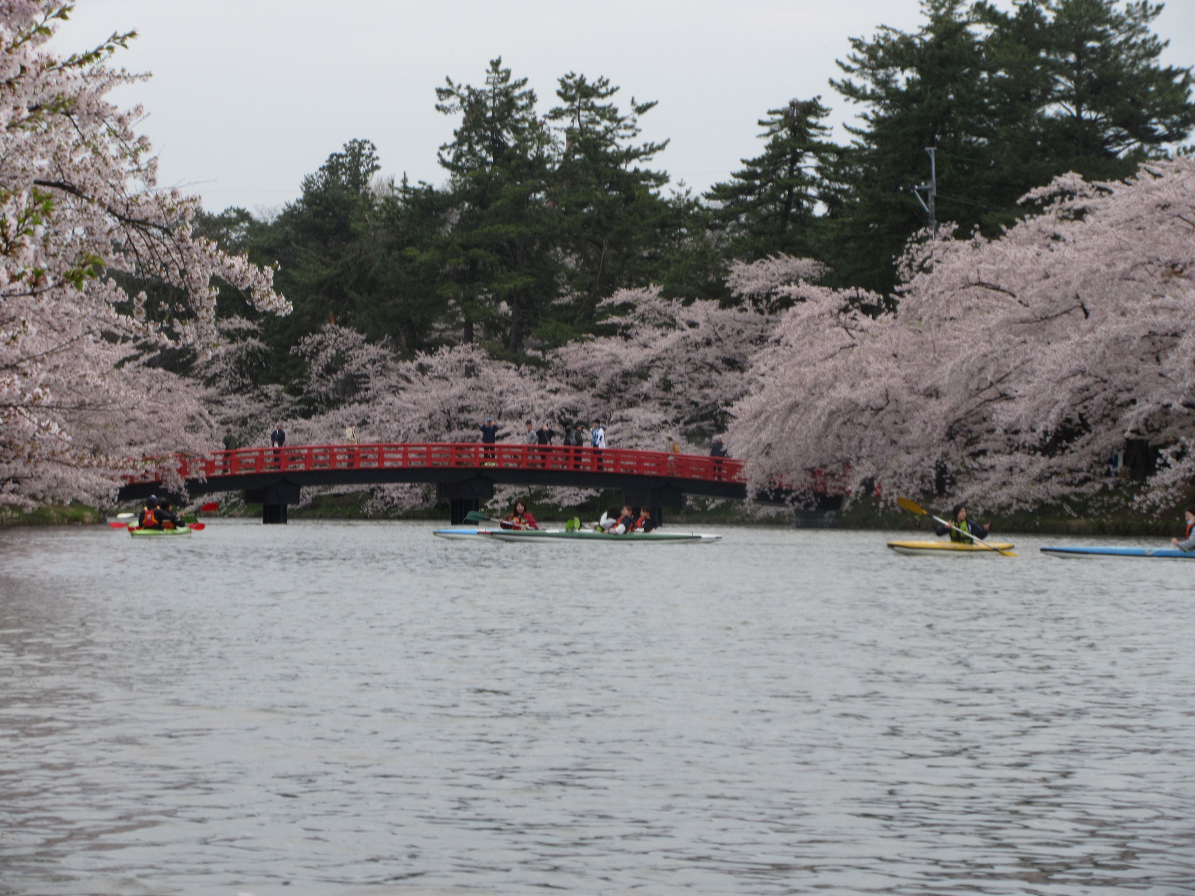 202５ひろさき桜まつりお花見カヌー体験