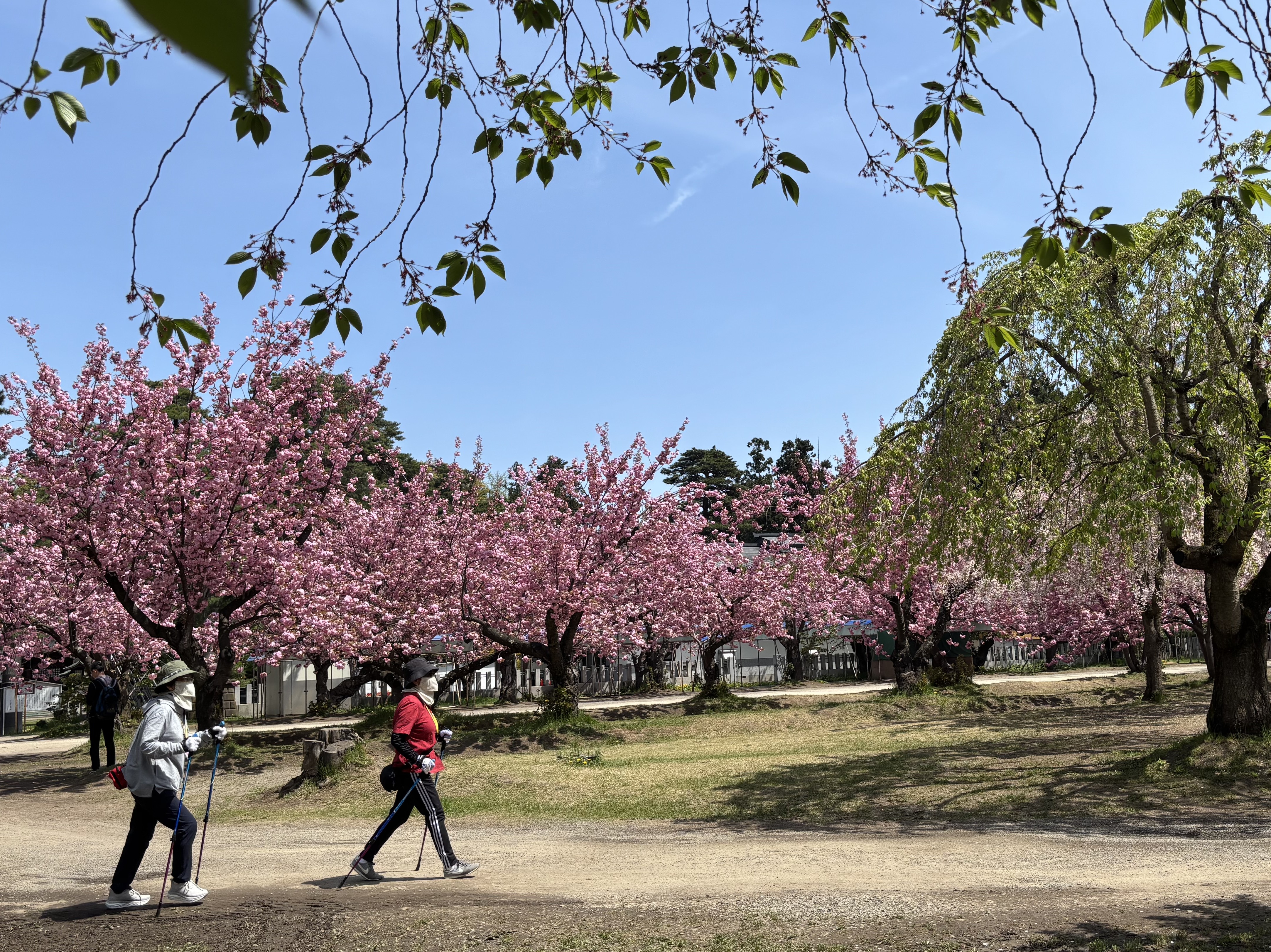 一緒に歩こう！ノルディックウォーキング